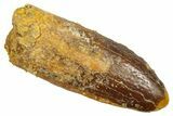 Fossil Sauropod Dinosaur (Titanosaur) Tooth - Morocco #369653-1